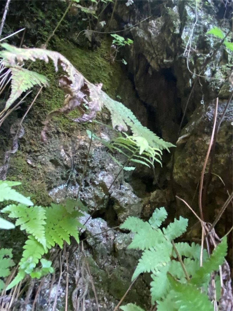 8701 S Fruition Avenue, Floral City, FL 34436 Photo