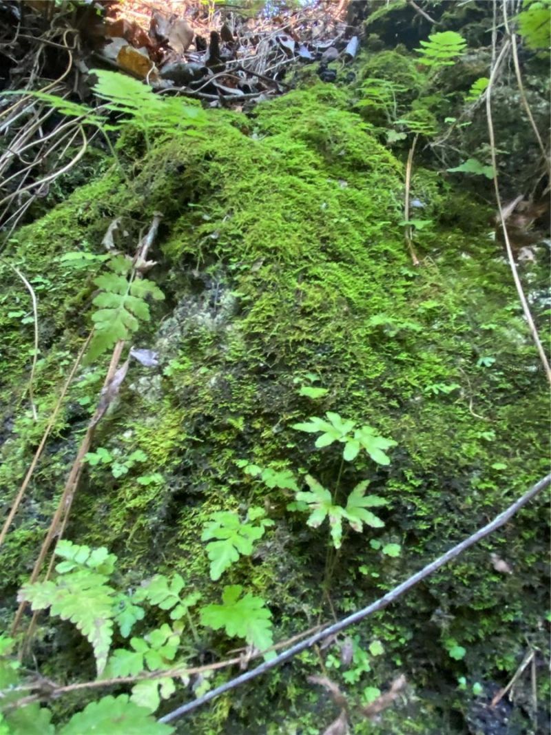 8701 S Fruition Avenue, Floral City, FL 34436 Photo