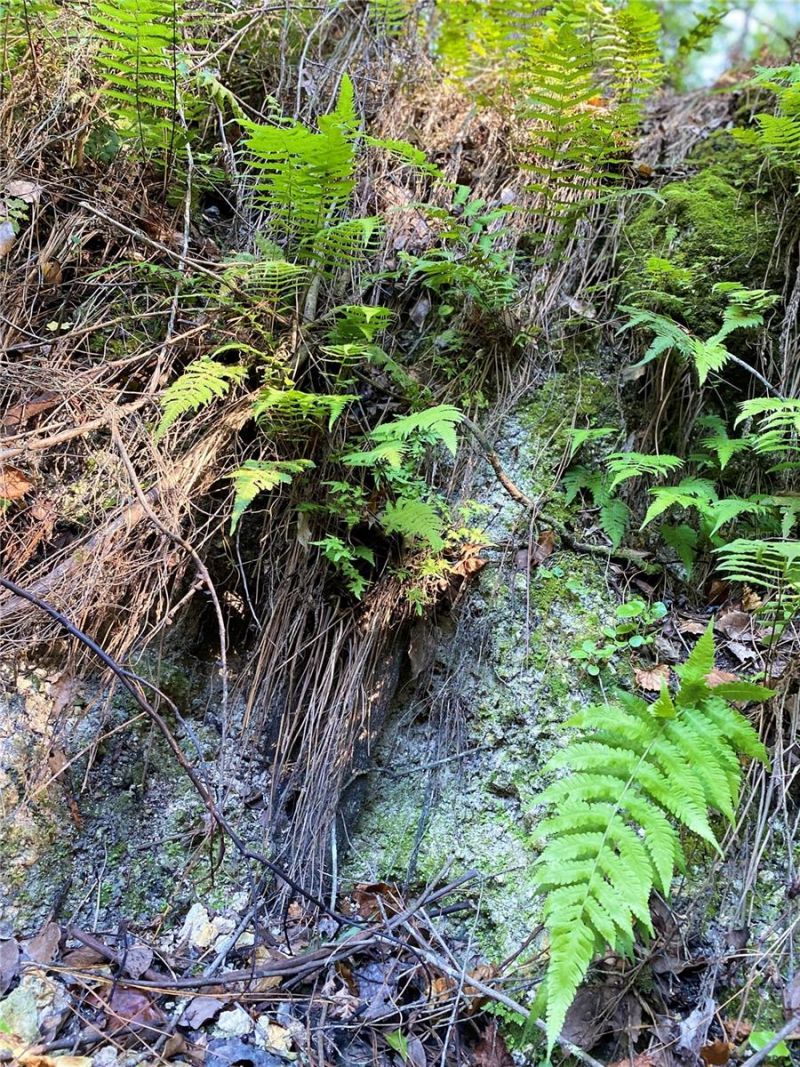 8701 S Fruition Avenue, Floral City, FL 34436 Photo