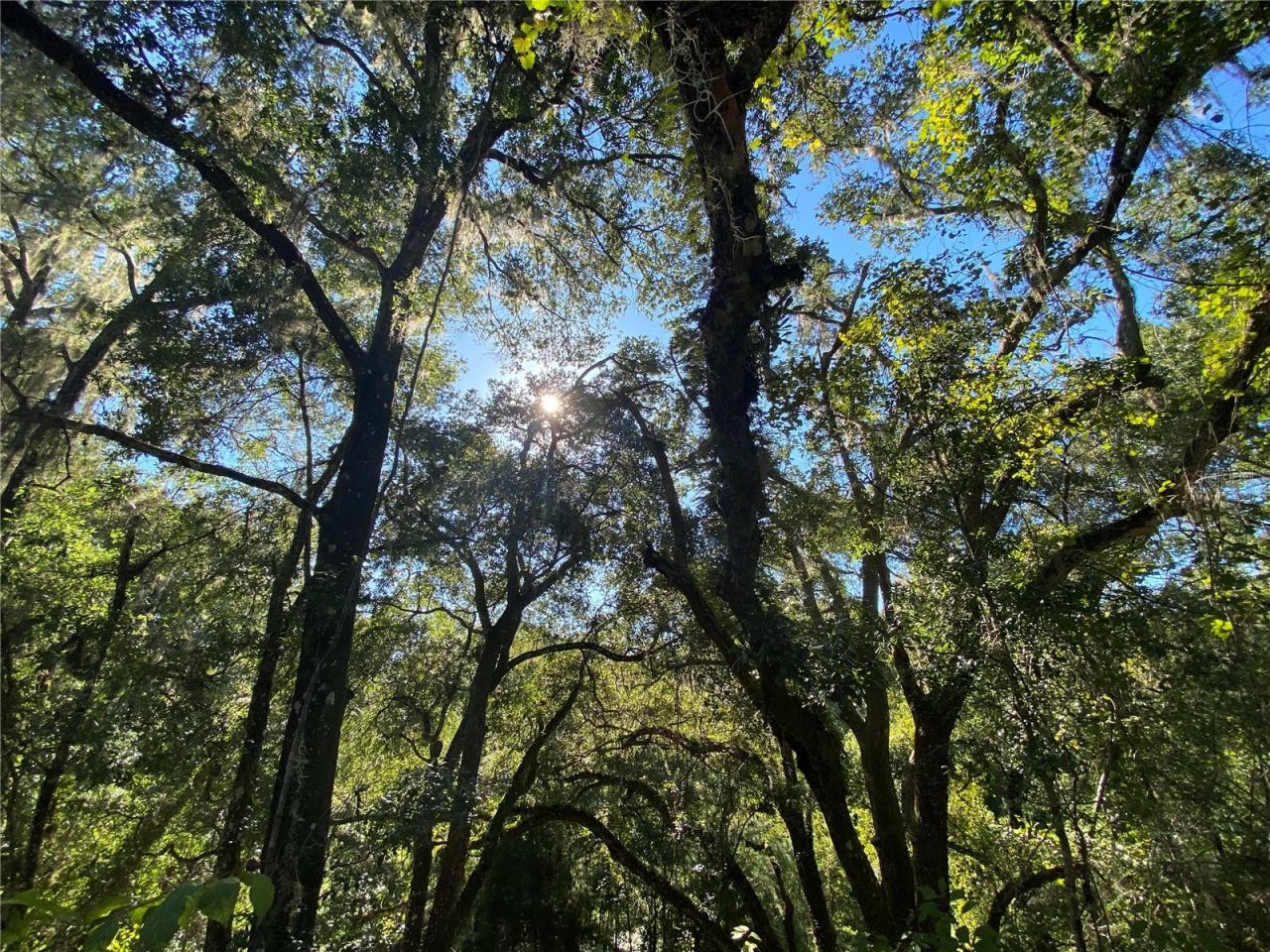 8701 S Fruition Avenue, Floral City, FL 34436 Photo