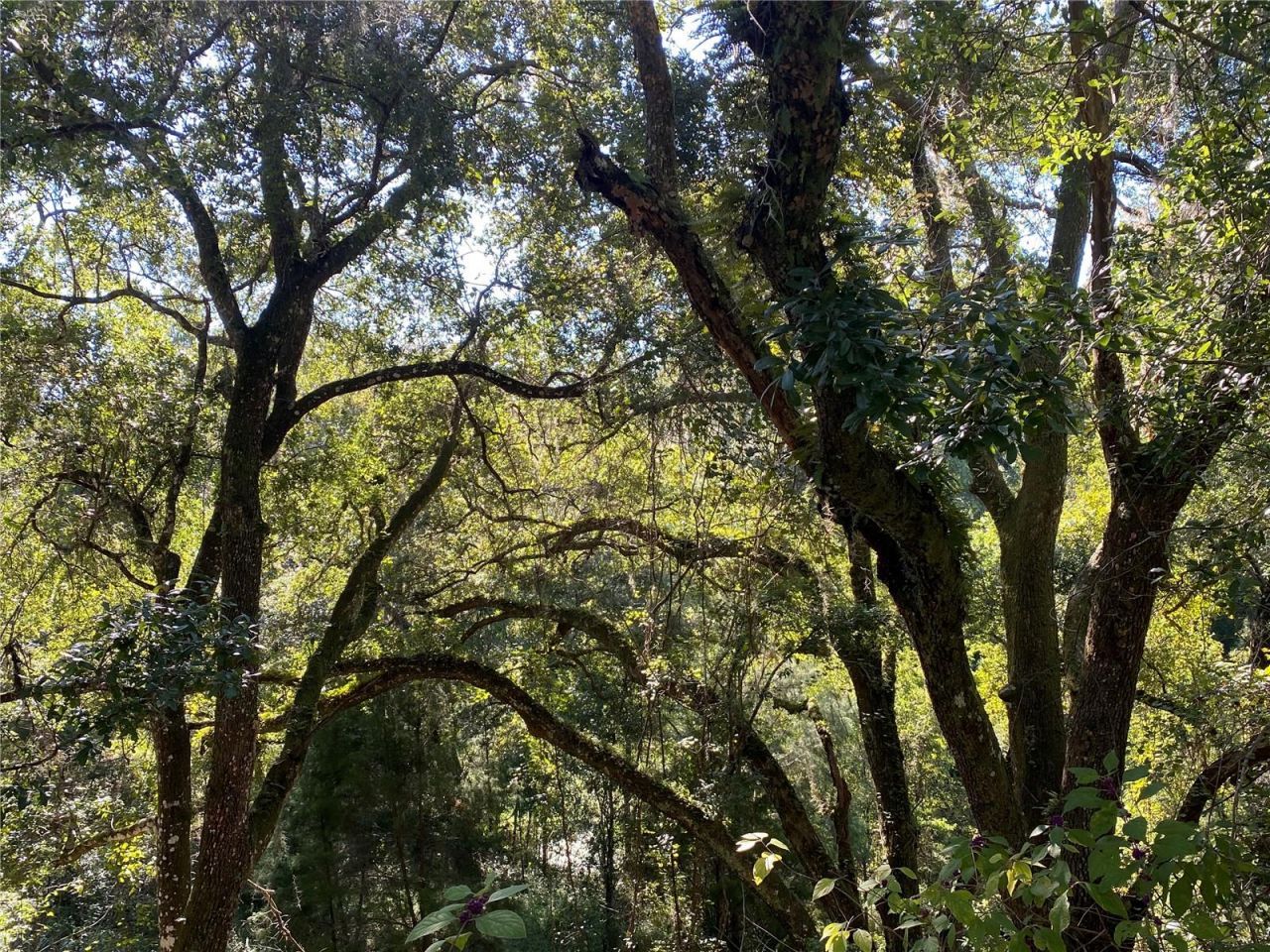 8701 S Fruition Avenue, Floral City, FL 34436 Photo