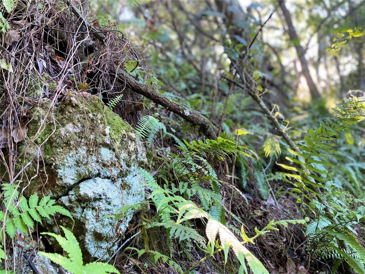 8701 S Fruition Avenue, Floral City, FL 34436 Photo