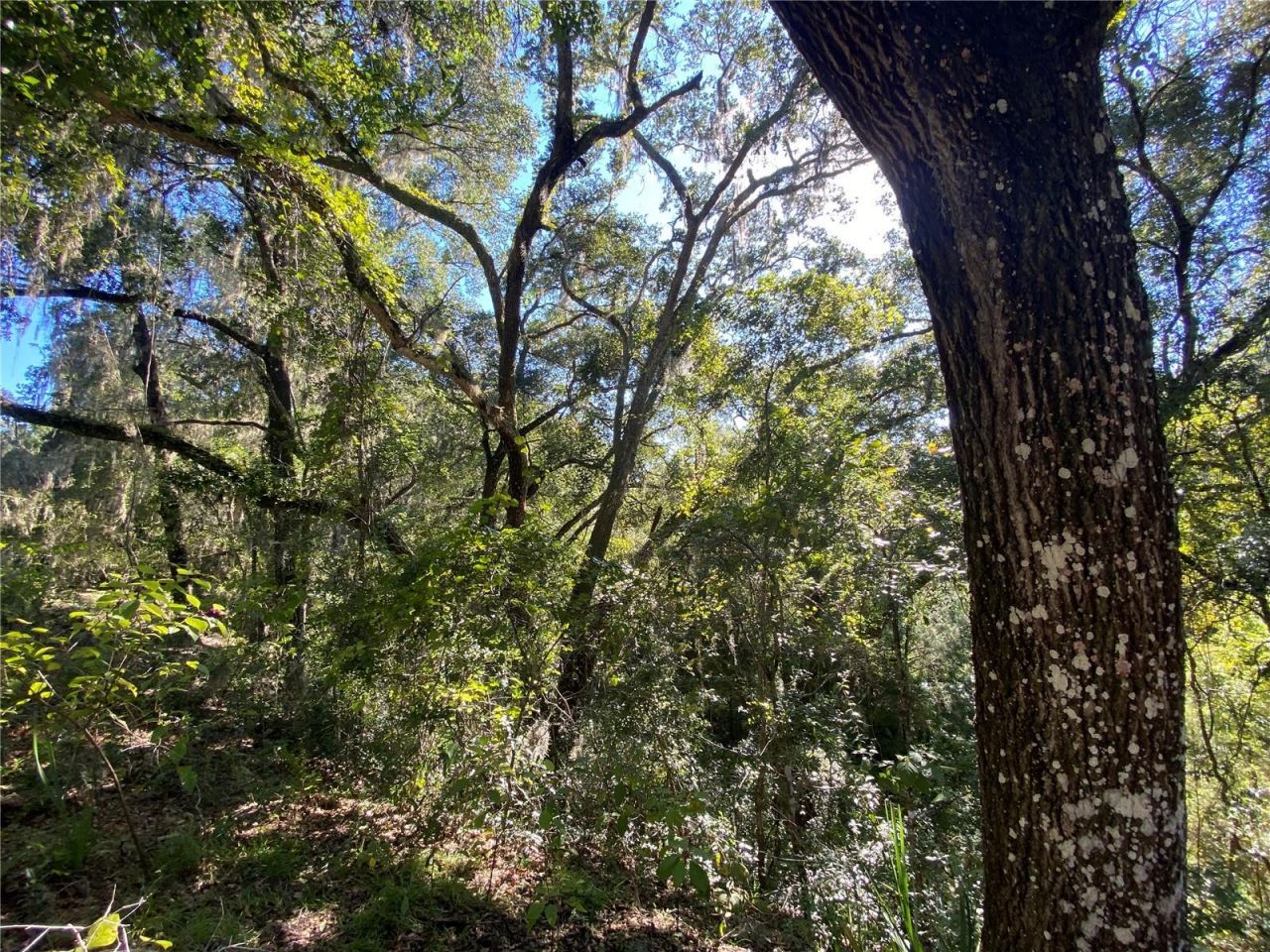 8701 S Fruition Avenue, Floral City, FL 34436 Photo