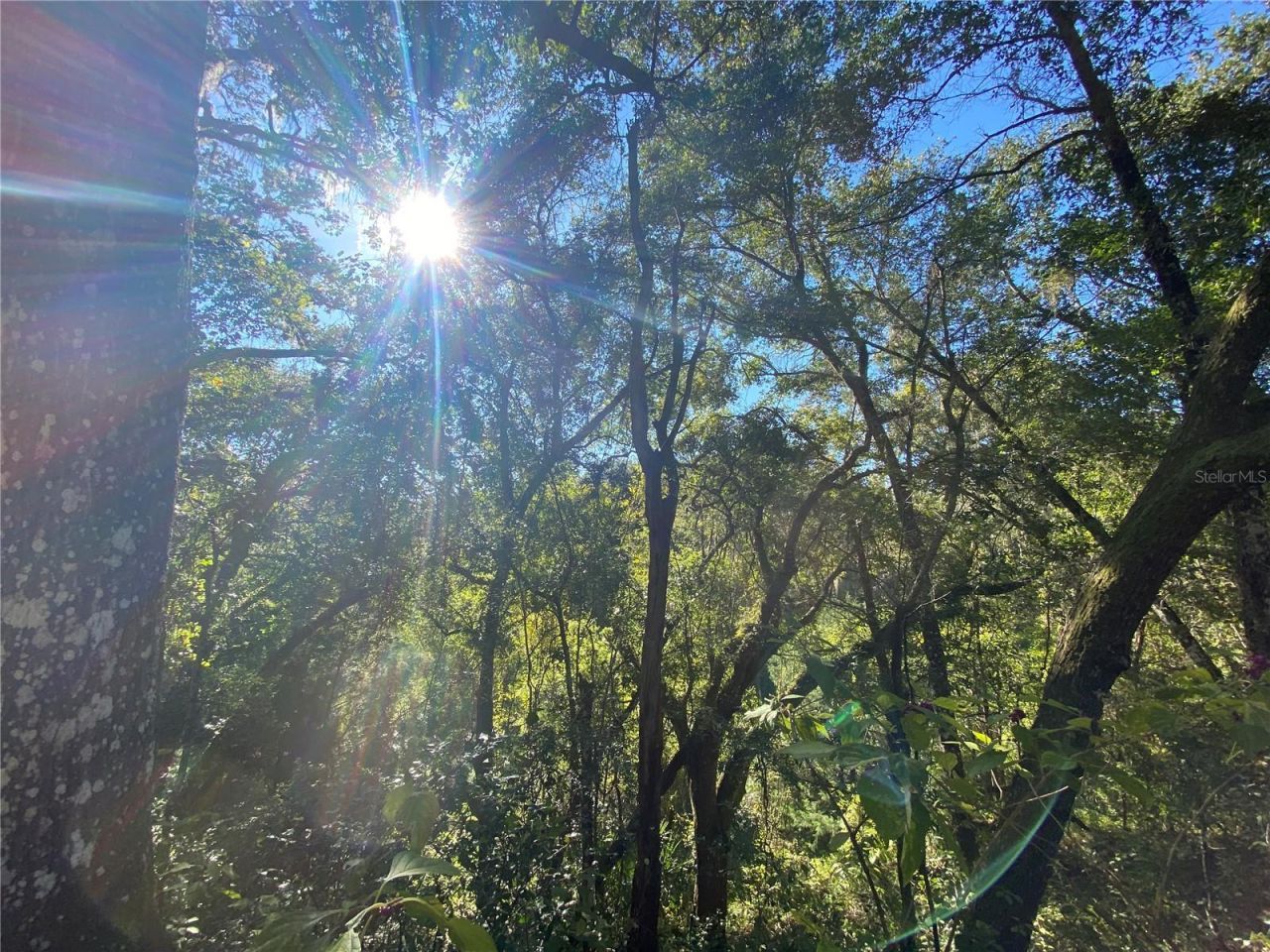 8701 S Fruition Avenue, Floral City, FL 34436 Photo