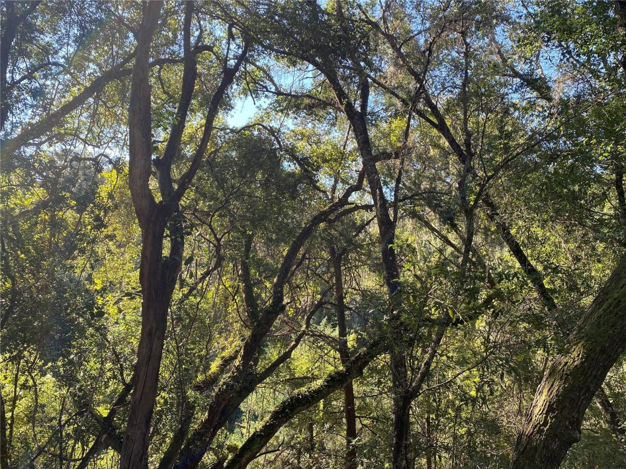 8701 S Fruition Avenue, Floral City, FL 34436 Photo