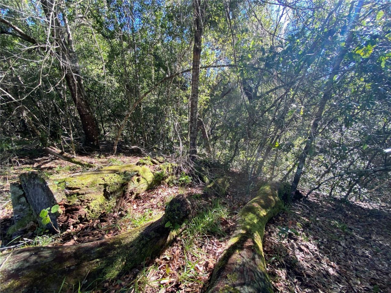 8701 S Fruition Avenue, Floral City, FL 34436 Photo