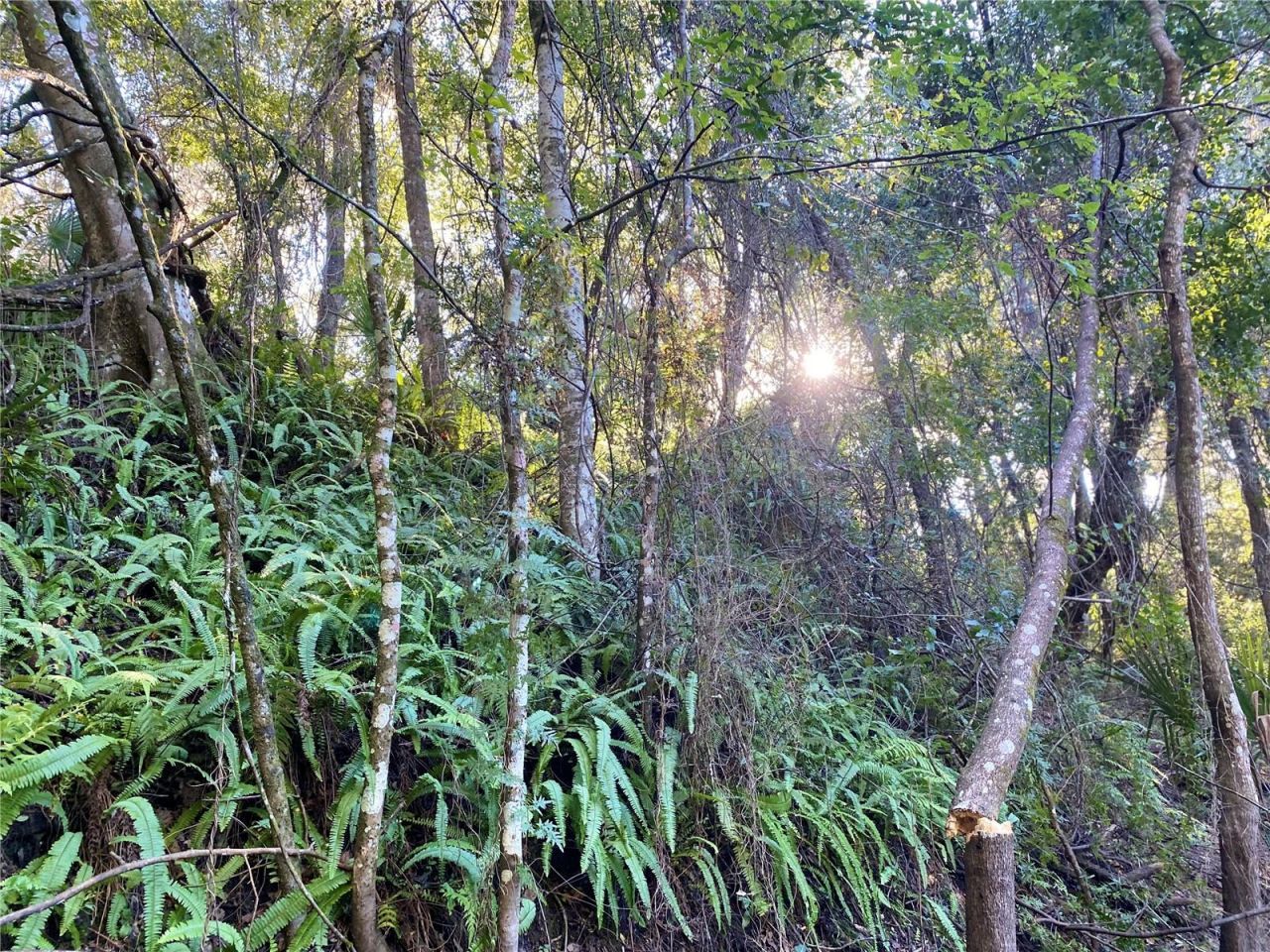 8701 S Fruition Avenue, Floral City, FL 34436 Photo