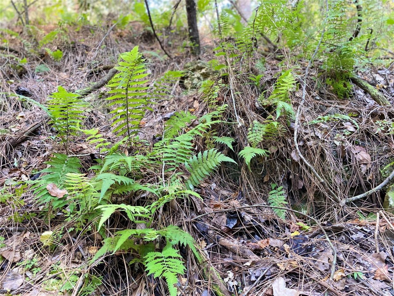 8701 S Fruition Avenue, Floral City, FL 34436 Photo