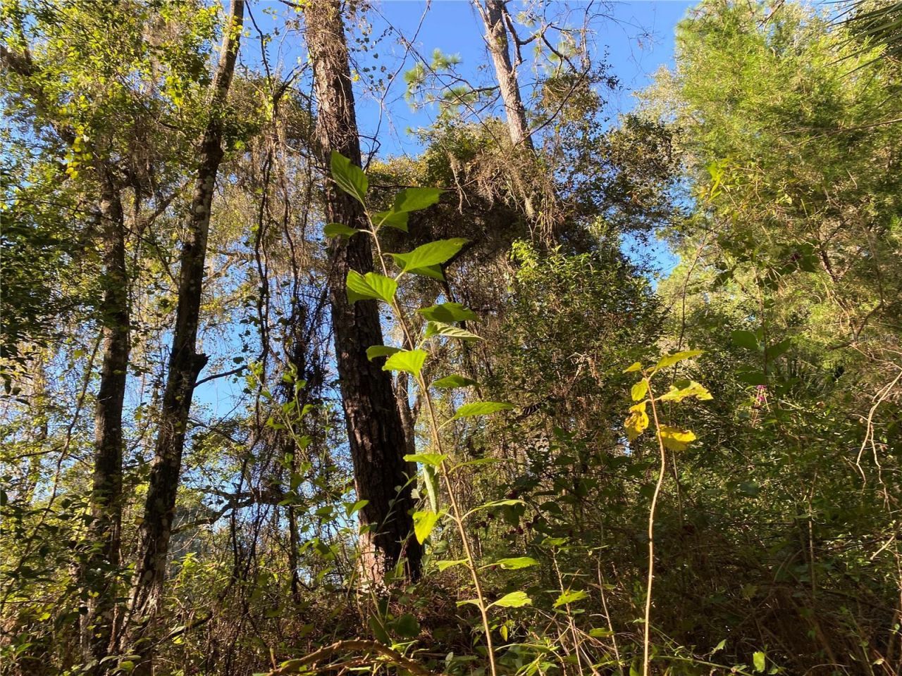 7373 E Savannah Court, Floral City, FL 34436 Photo