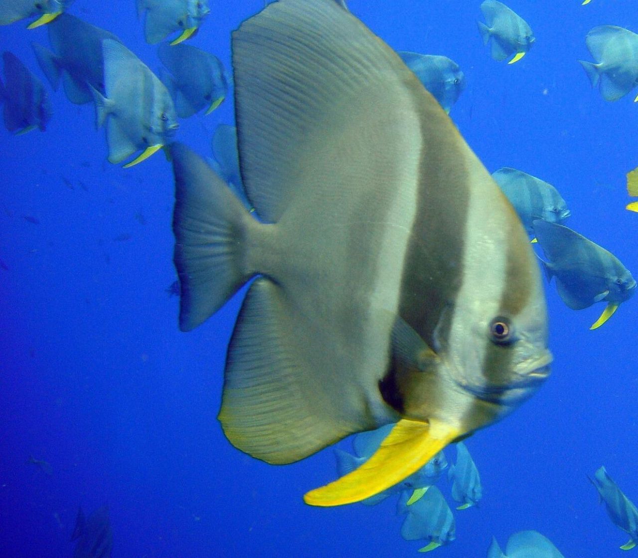 27057 Angelfish Road, Ramrod, FL 33042 Photo