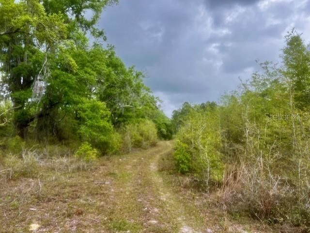 Ne 998th Avenue, Branford, FL 32008 Photo