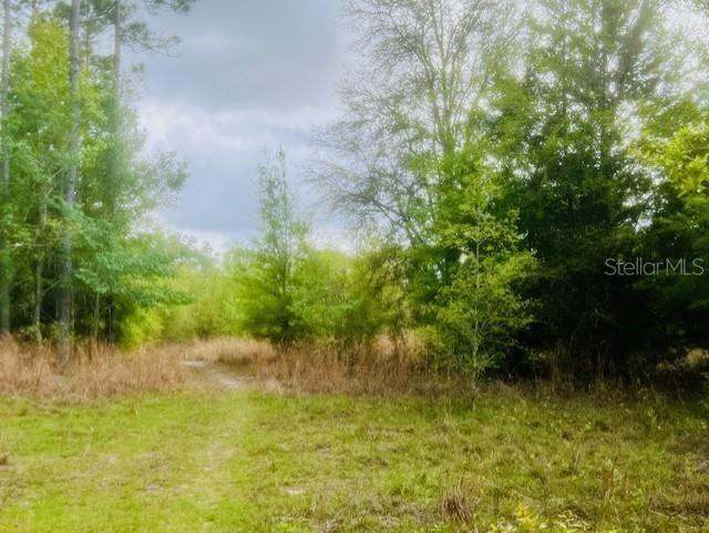 Ne 998th Avenue, Branford, FL 32008 Photo