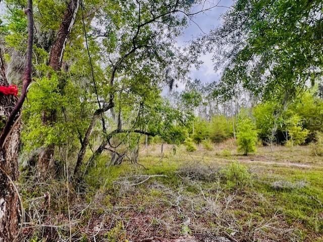 Ne 998th Avenue, Branford, FL 32008 Photo