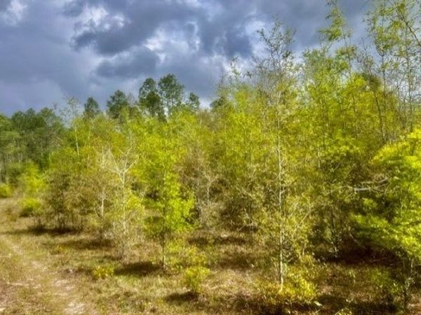 NE 998TH AVE, Branford, FL 32008