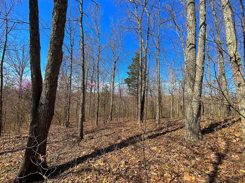 9675 State Route 554, Bidwell, OH 45614 Photo 38