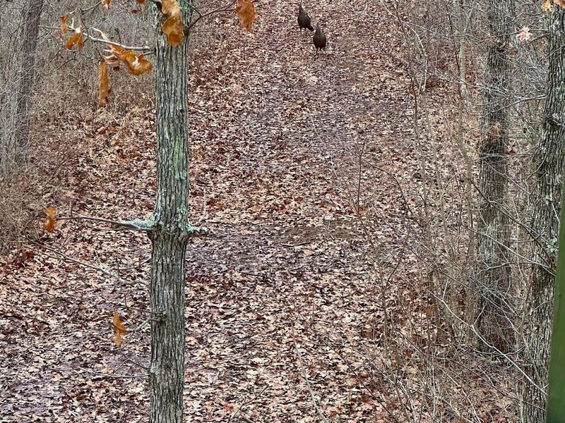 9675 State Route 554, Bidwell, OH 45614 Photo 45