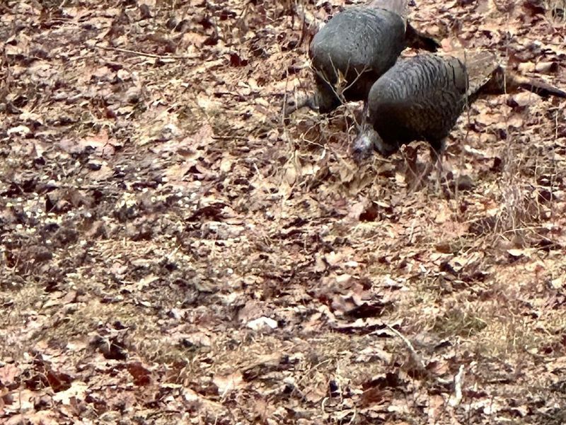 9675 State Route 554, Bidwell, OH 45614 Photo 46