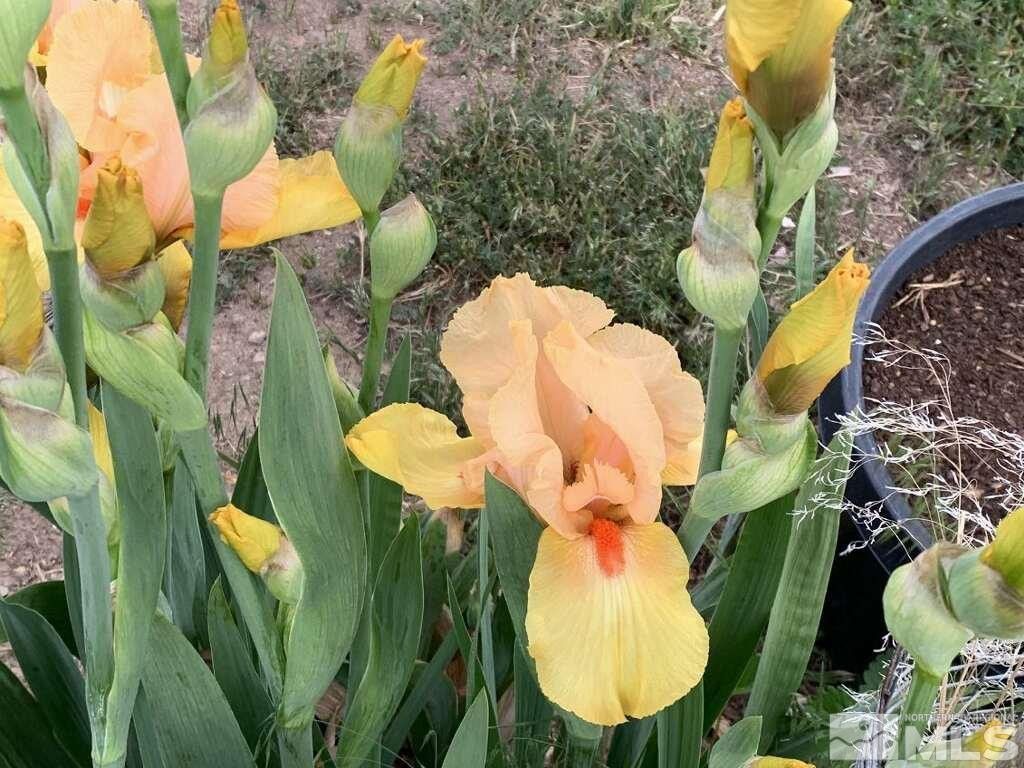 500 Clydesdale Drive, Reno, NV 89508 Photo