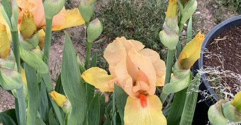 500 Clydesdale Drive, Reno, NV 89508 Photo