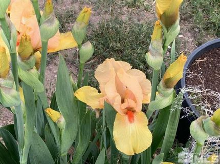 500 Clydesdale Drive, Reno, NV 89508 Photo