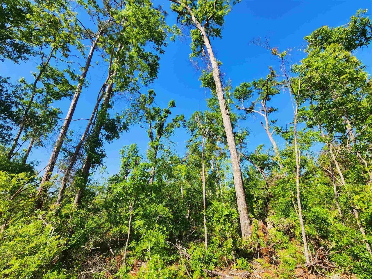 Lot 14 NW Champion Oak Boulevard, Jennings, FL 00000 Photo