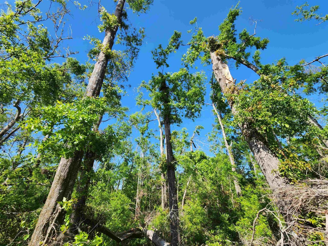 Lot 14 NW Champion Oak Boulevard, Jennings, FL 00000 Photo