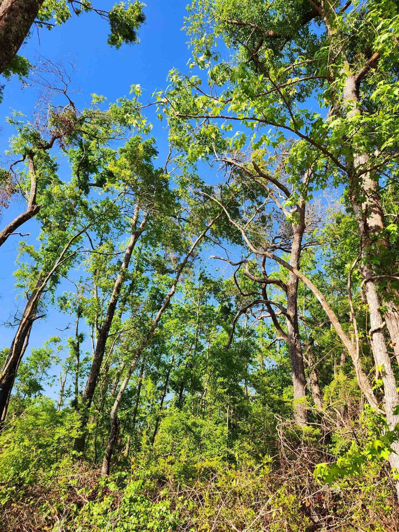 Lot 14 NW Champion Oak Boulevard, Jennings, FL 00000 Photo