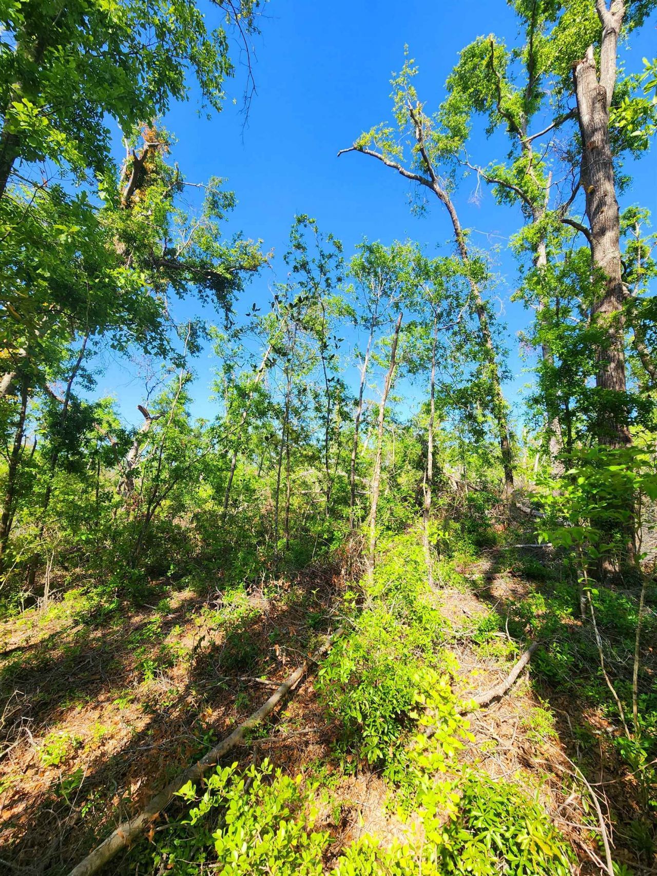 Lot 14 NW Champion Oak Boulevard, Jennings, FL 00000 Photo