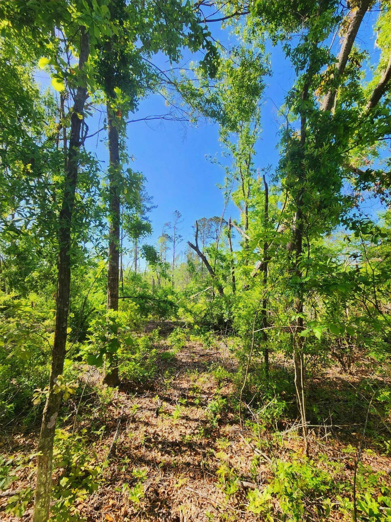 Lot 14 NW Champion Oak Boulevard, Jennings, FL 00000 Photo