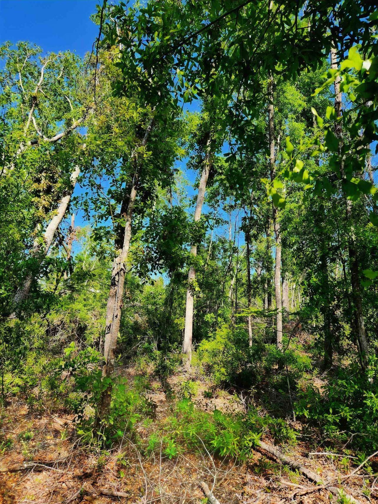 Lot 14 NW Champion Oak Boulevard, Jennings, FL 00000 Photo