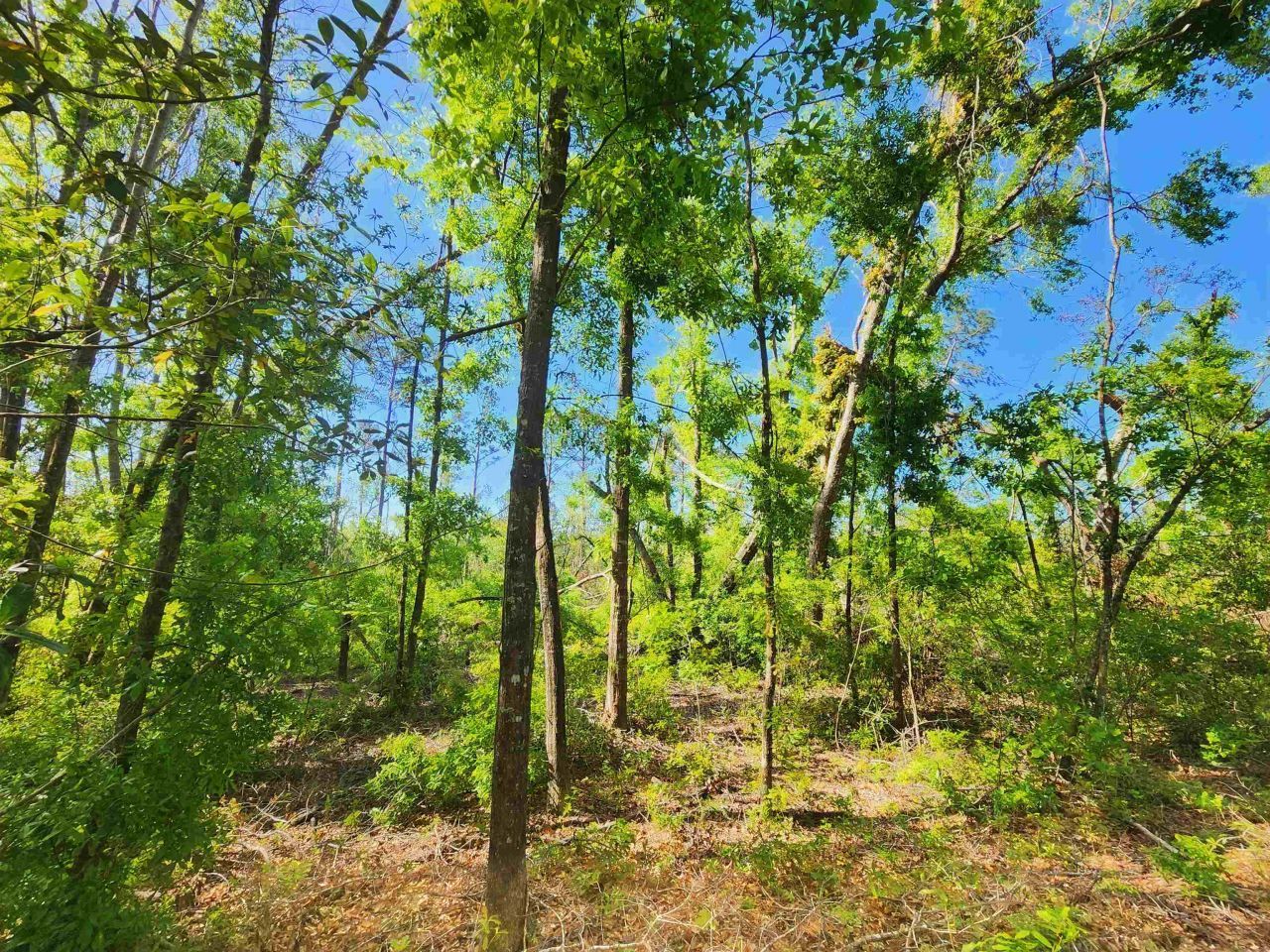 Lot 14 NW Champion Oak Boulevard, Jennings, FL 00000 Photo