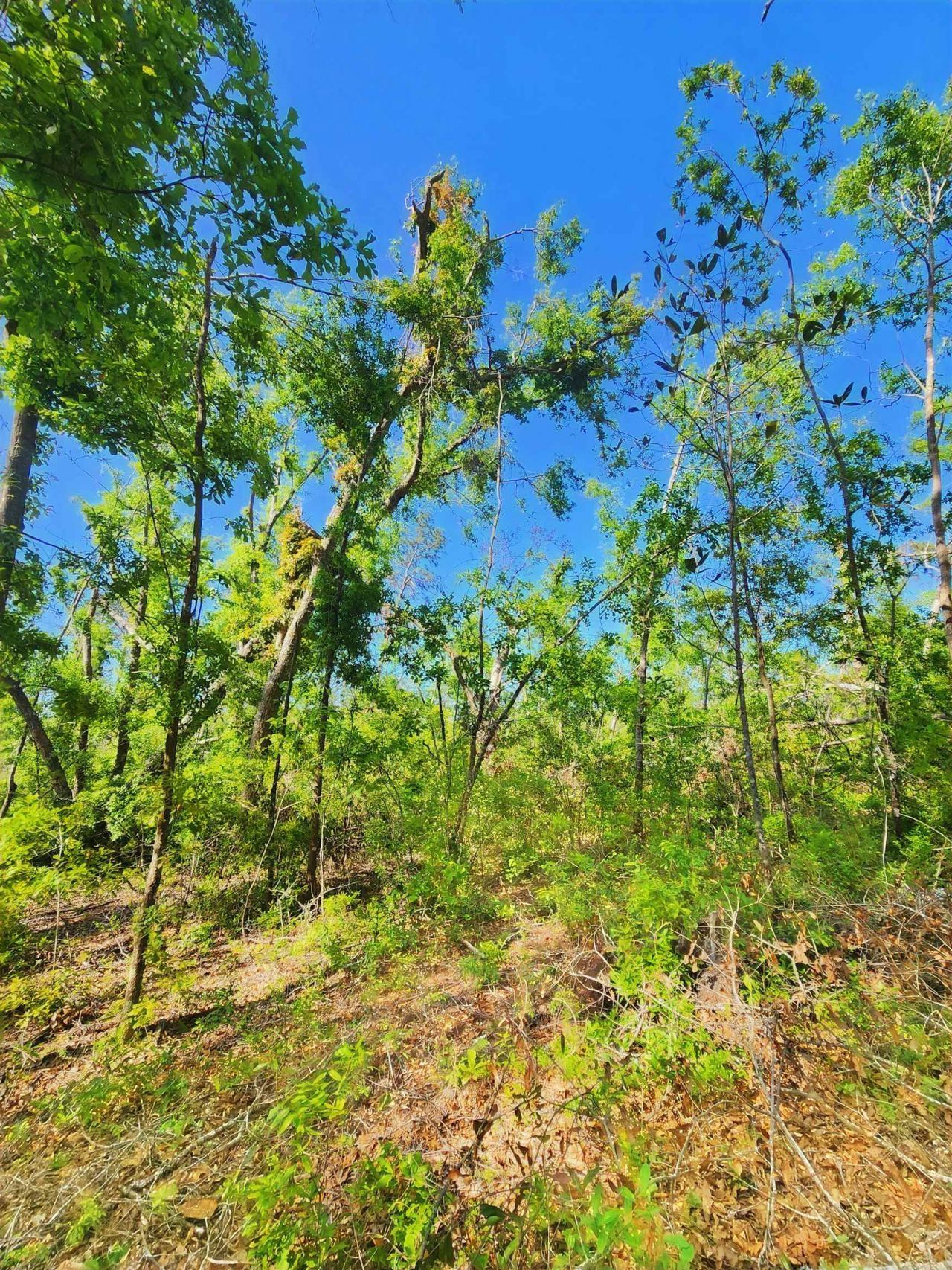 Lot 14 NW Champion Oak Boulevard, Jennings, FL 00000 Photo