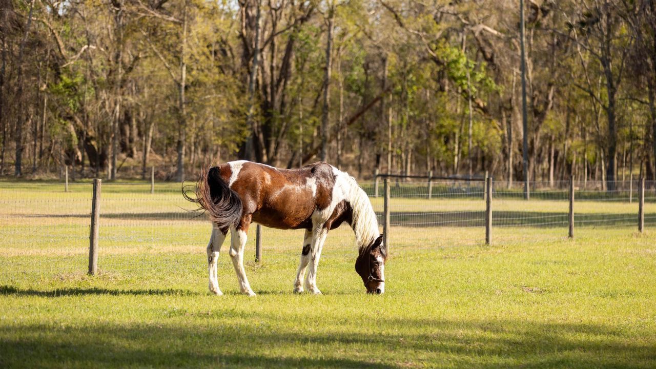 438 NE English Ivy Trail, Pinetta, FL 00000 Photo