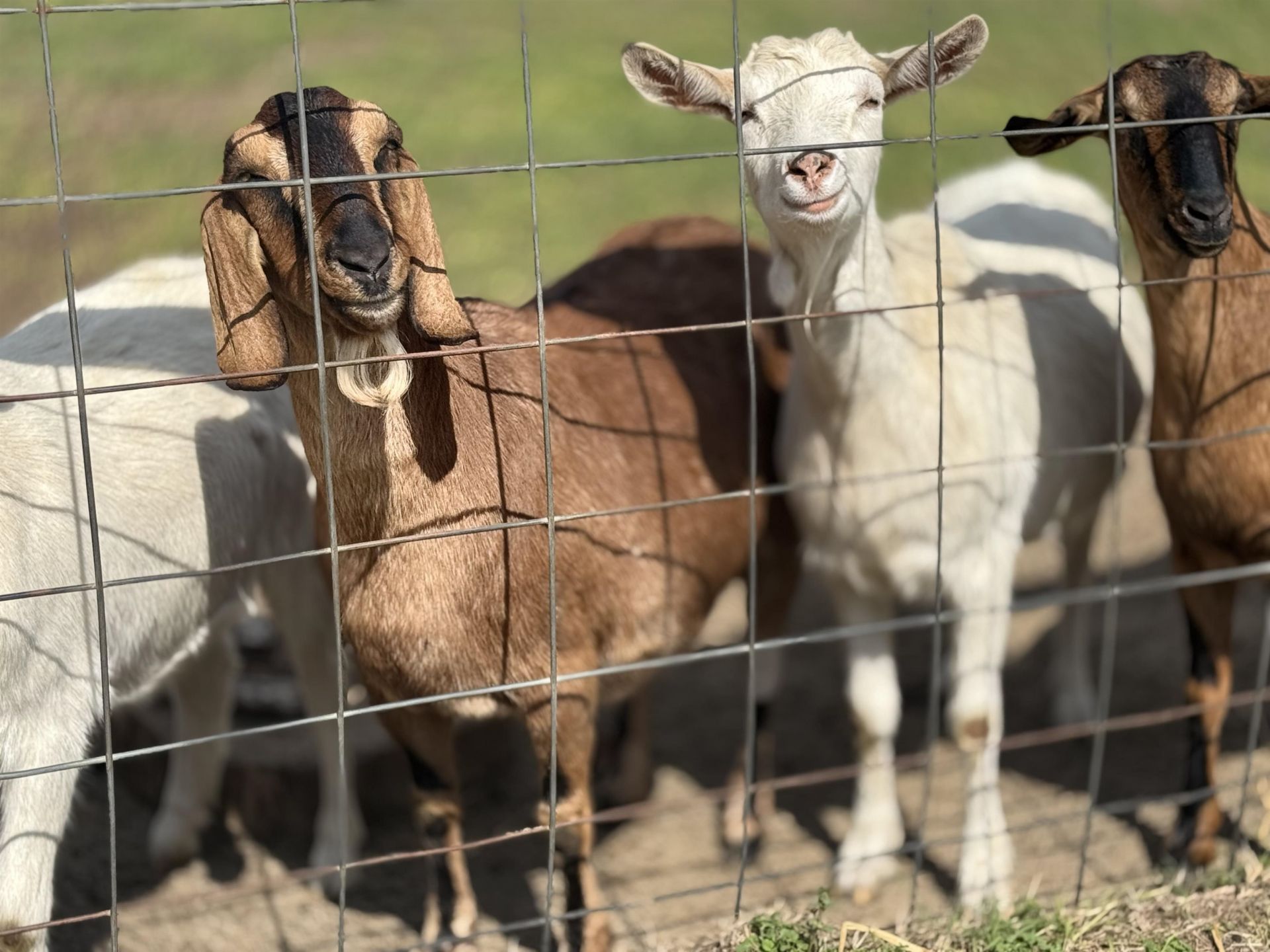 438 NE English Ivy Trail, Pinetta, FL 00000 Photo