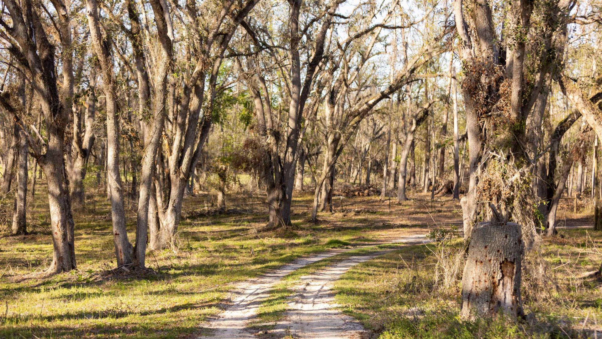 438 NE English Ivy Trail, Pinetta, FL 00000 Photo