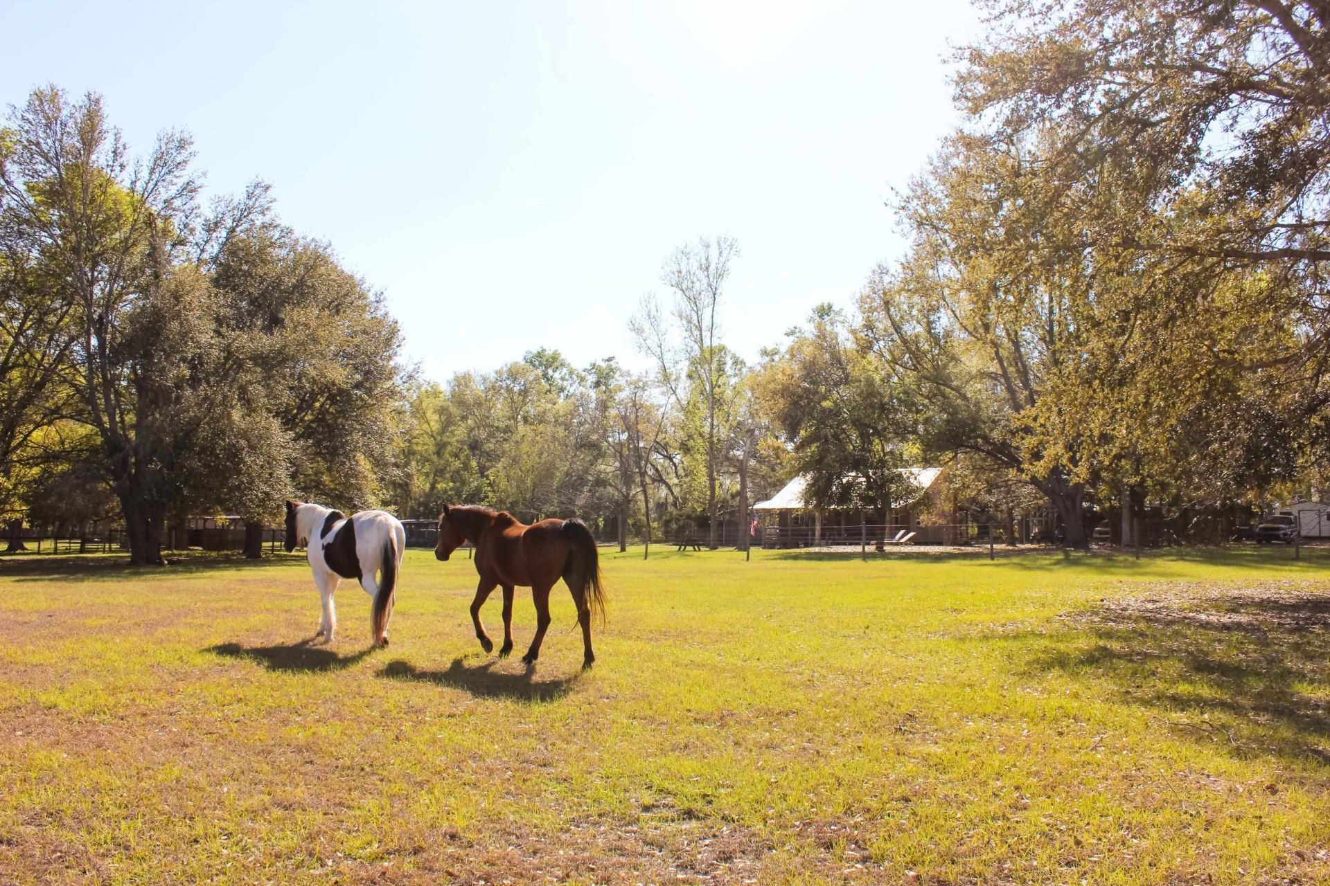 438 NE English Ivy Trail, Pinetta, FL 00000 Photo