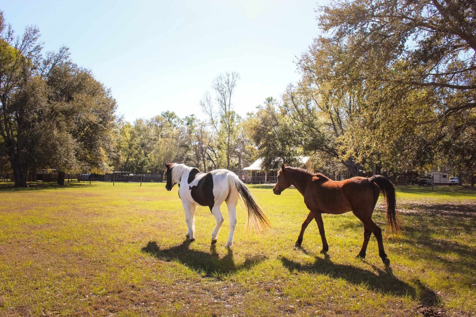 438 NE English Ivy Trail, Pinetta, FL 00000 Photo