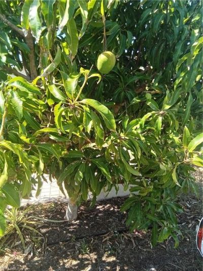 4925 Porky Ln, Saint James City, FL 33956 Photo