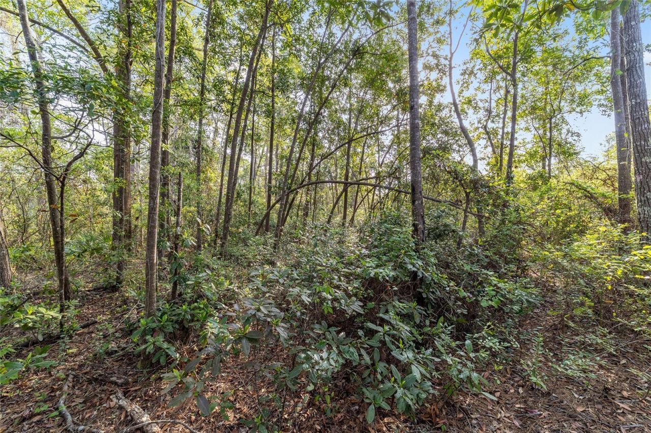 475 Fisher Road, Ocklawaha, FL 32179 Photo