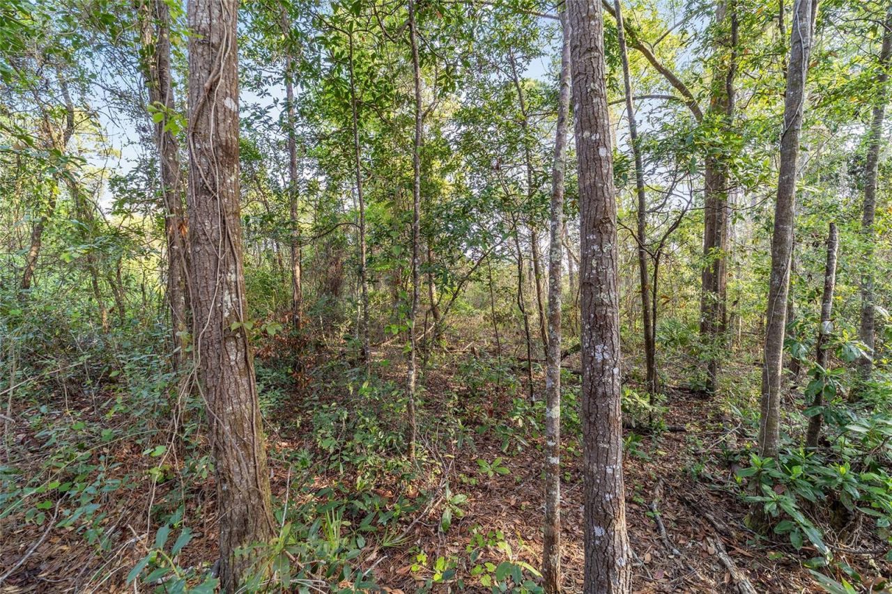 475 Fisher Road, Ocklawaha, FL 32179 Photo