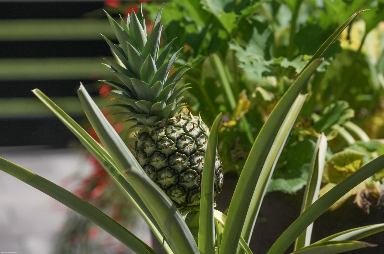 14844 Palmwood Road, Palm Beach Gardens, FL 33410 Photo