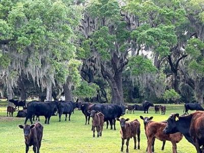 3650 Lake Tohopekaliga Road, Saint Cloud, FL 34772 Photo