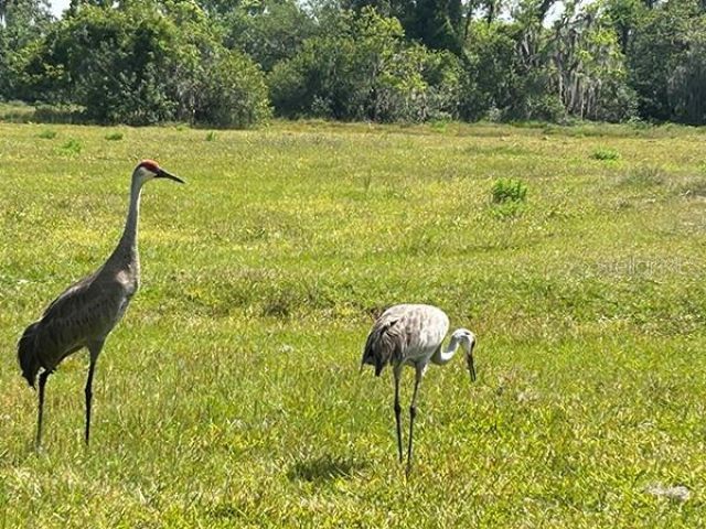 3650 Lake Tohopekaliga Road, Saint Cloud, FL 34772 Photo