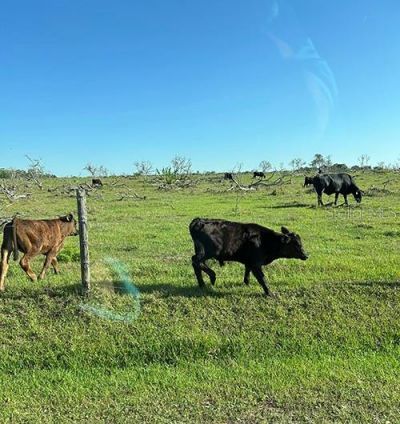 3650 Lake Tohopekaliga Road, Saint Cloud, FL 34772 Photo