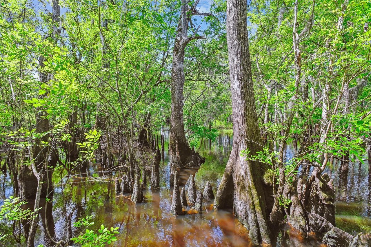 7095 Parkers Ferry Road Photo 11