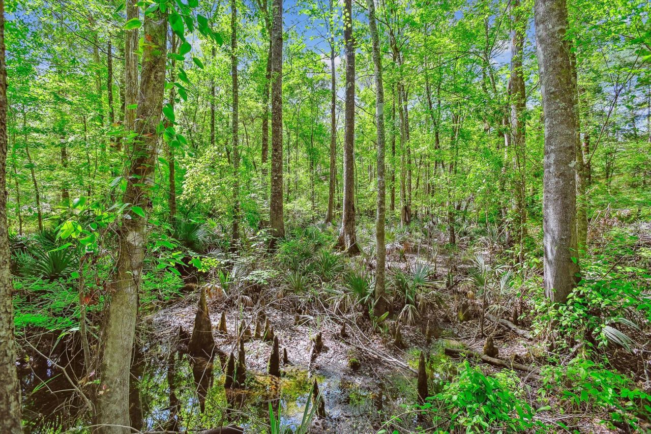 7095 Parkers Ferry Road Photo 13