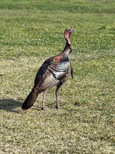 3650 Lake Tohopekaliga Road, Saint Cloud, FL 34772 Photo