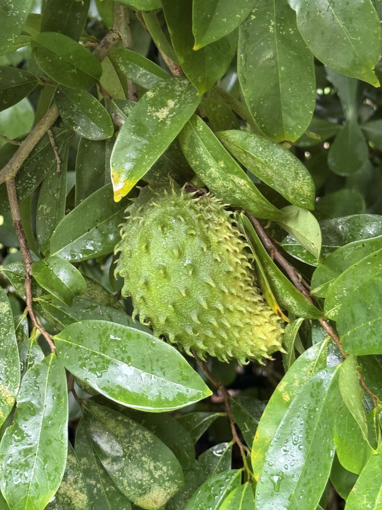 4725 Foxtail Palm Court, Greenacres, FL 33463 Photo