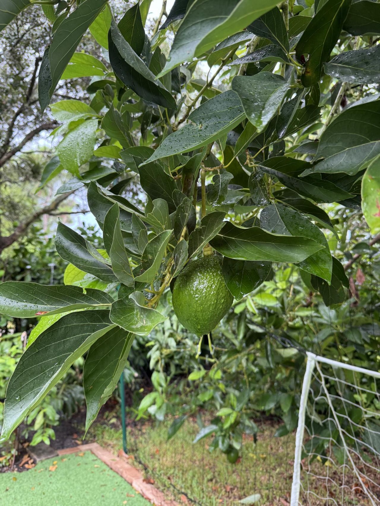 4725 Foxtail Palm Court, Greenacres, FL 33463 Photo