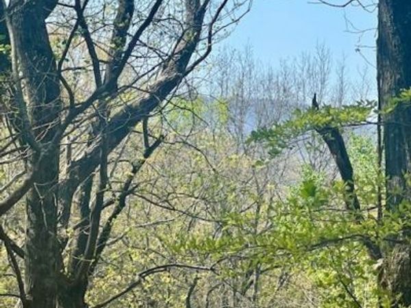 450 Wild Turkey Bluff, Dawsonville, GA 30534